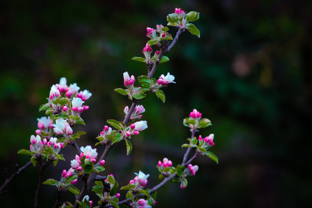 Apfelbaum-Blüten