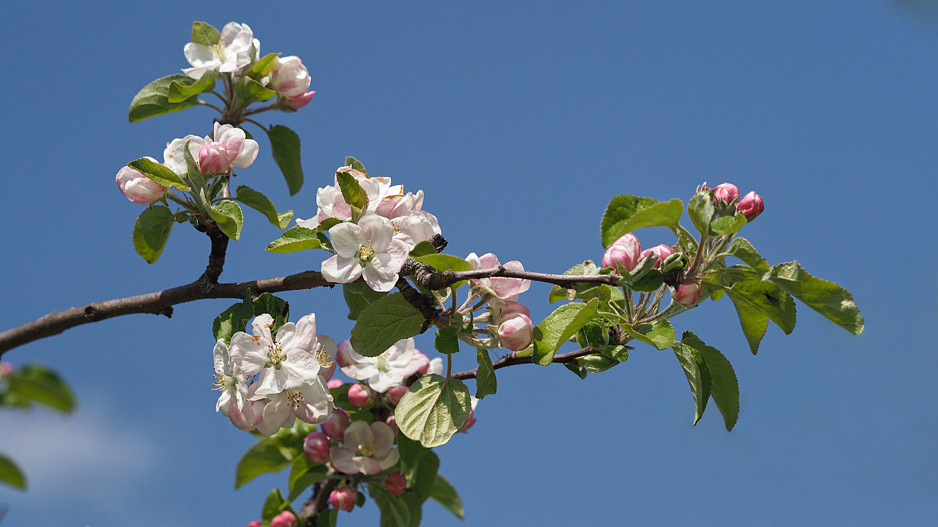 Apfelbaum Blüten 