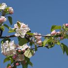  Apfelbaum Blüten 
