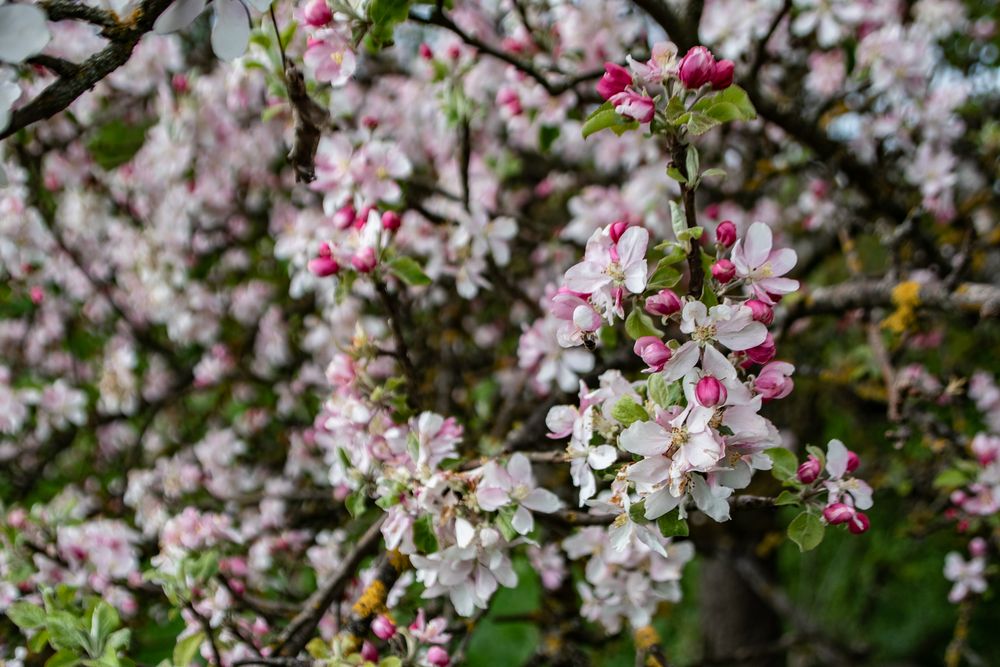 Apfelbaum Blüten Foto & Bild pflanzen, pilze & flechten, bäume
