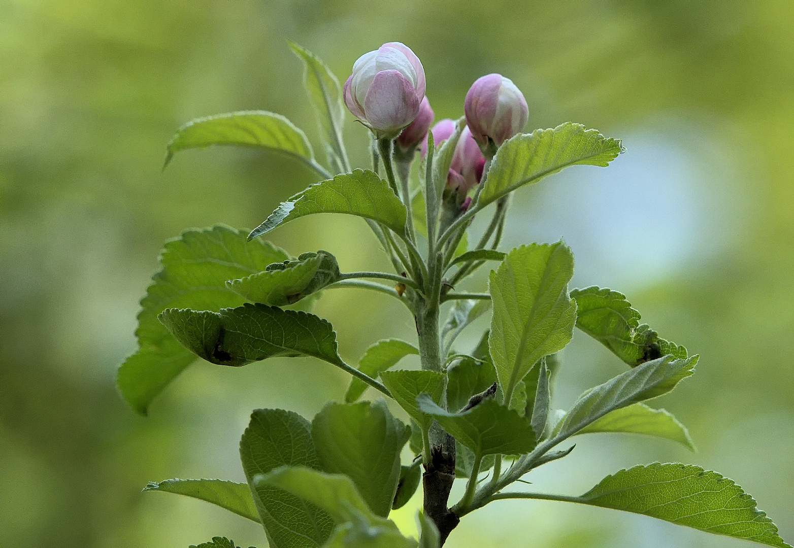  Apfelbaum