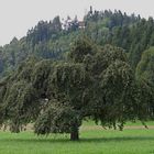 Apfelbaum