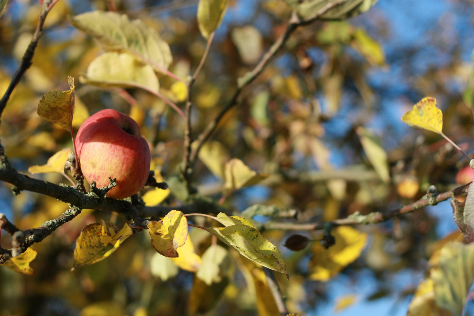 Apfelbaum Foto & Bild jahreszeiten, herbst, baum Bilder auf