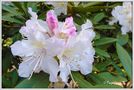 Rhododendronblüte von  Ingeborg K