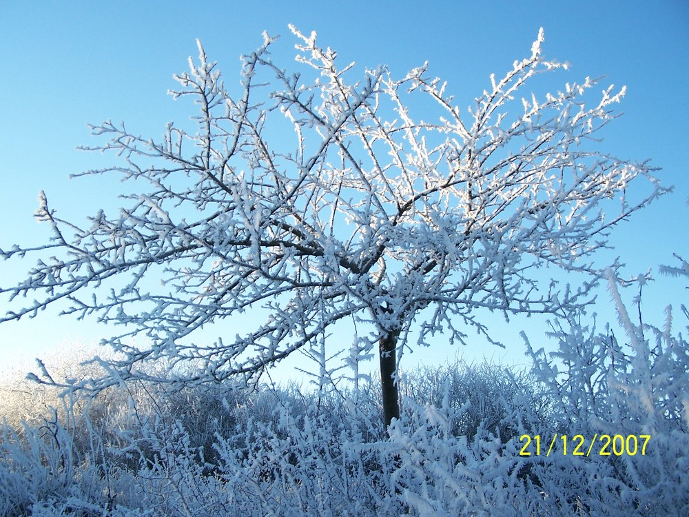 apfelbaum