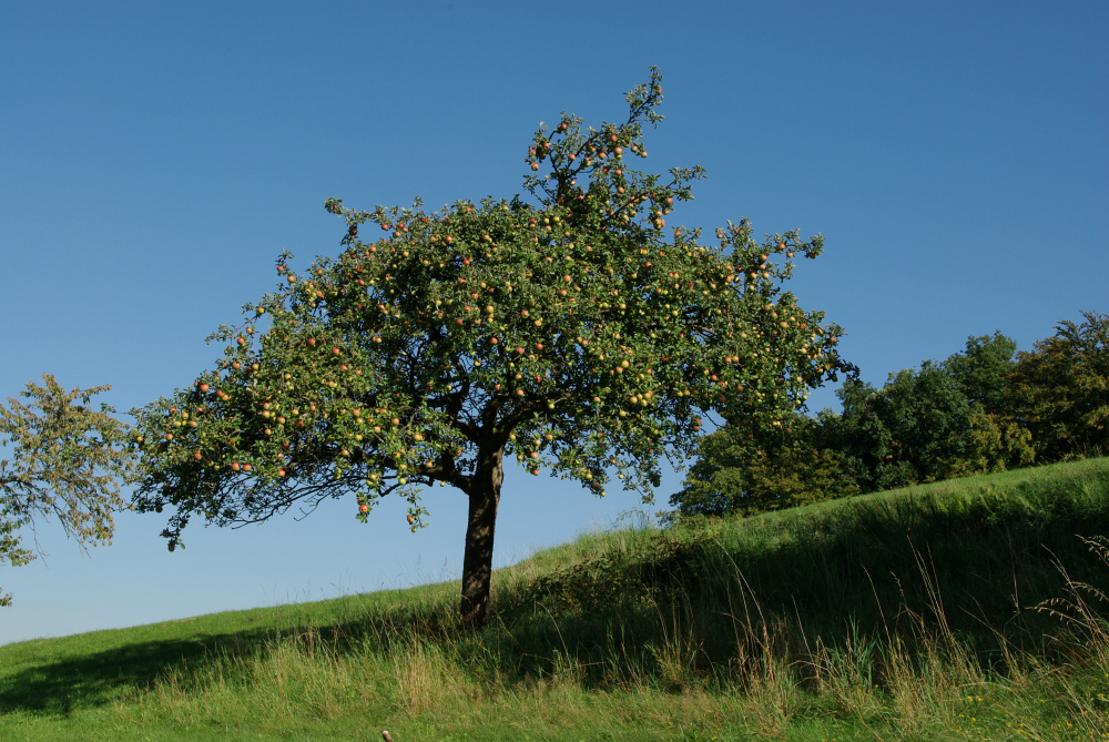 Apfelbaum