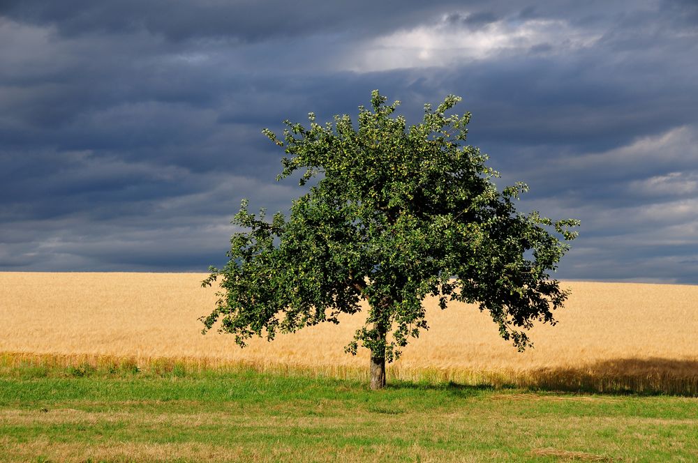 Apfelbaum