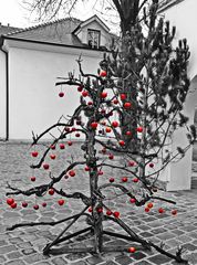 APFELBAUM ................