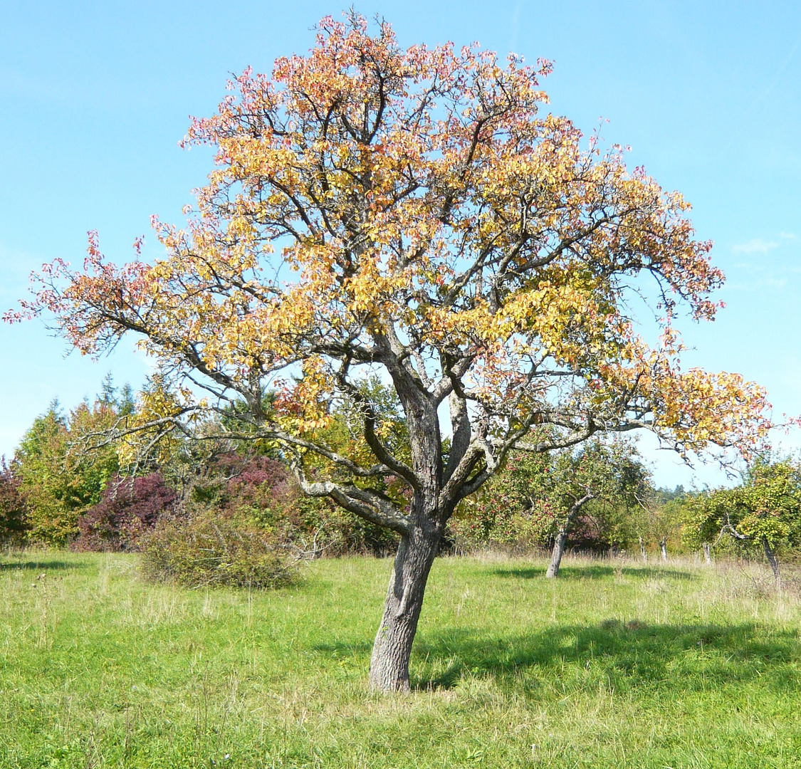 Apfelbaum Foto & Bild | landschaft, wege und pfade, natur Bilder auf