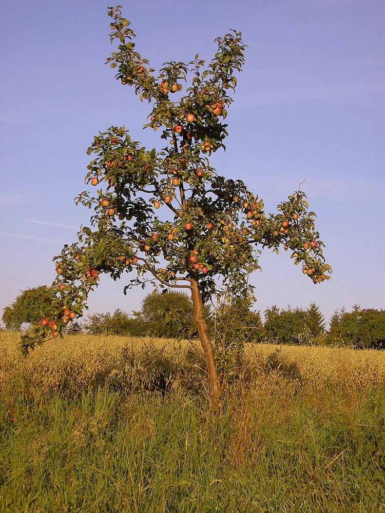 Apfelbaum