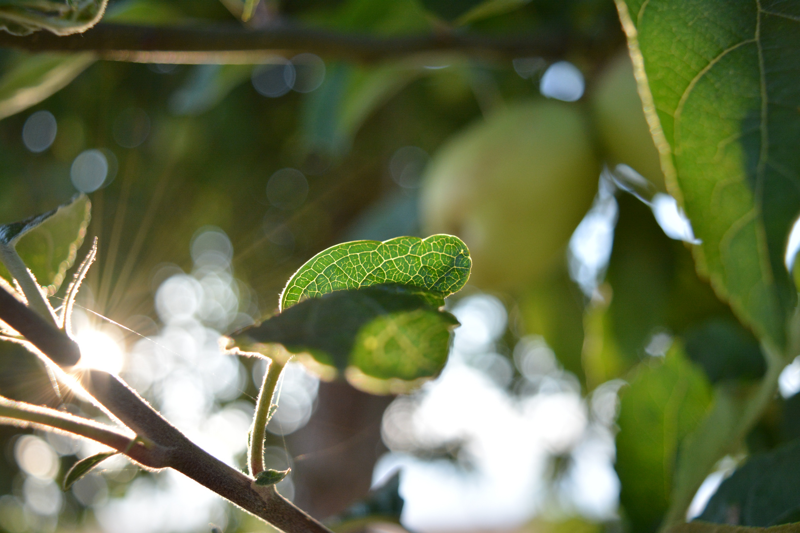 Apfelbaum