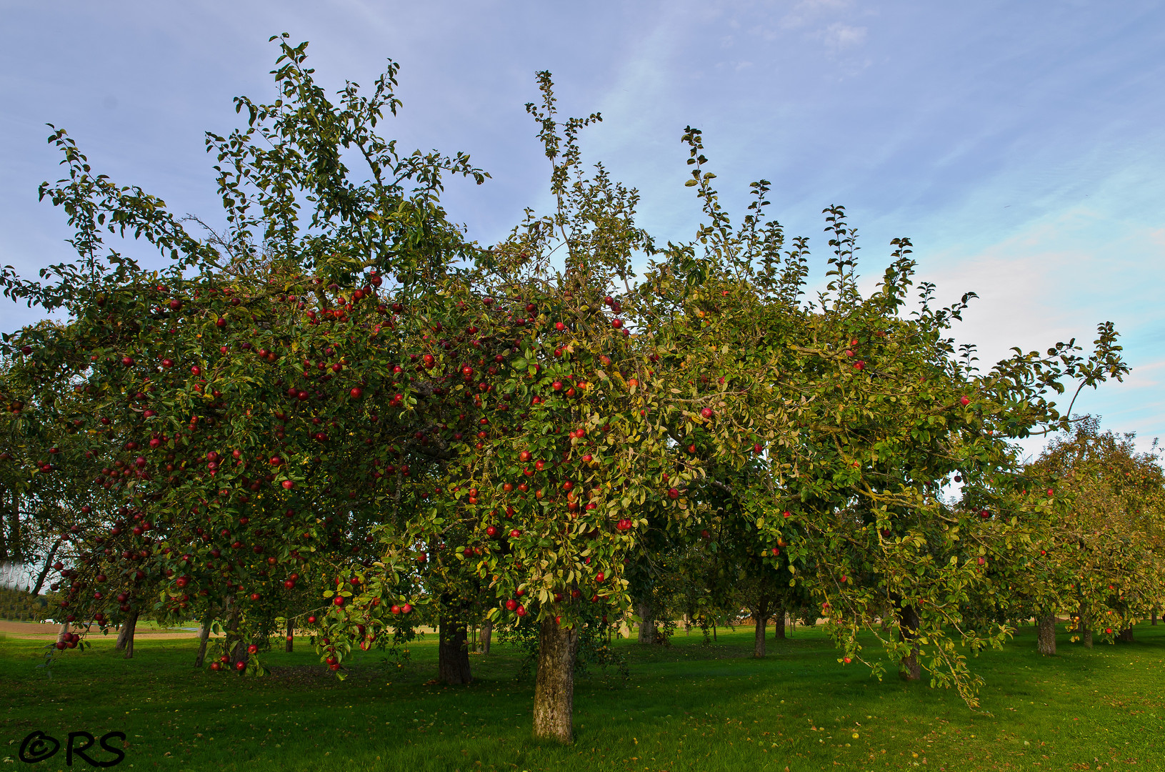 Apfelbaum Foto Bild Pflanzen Pilze Flechten Baume