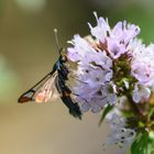 Apfelbaum-Glasflügler (Synanthedon myopaeformis), red-belted clearwing