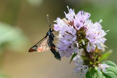 Apfelbaum-Glasflügler (Synanthedon myopaeformis), red-belted clearwing