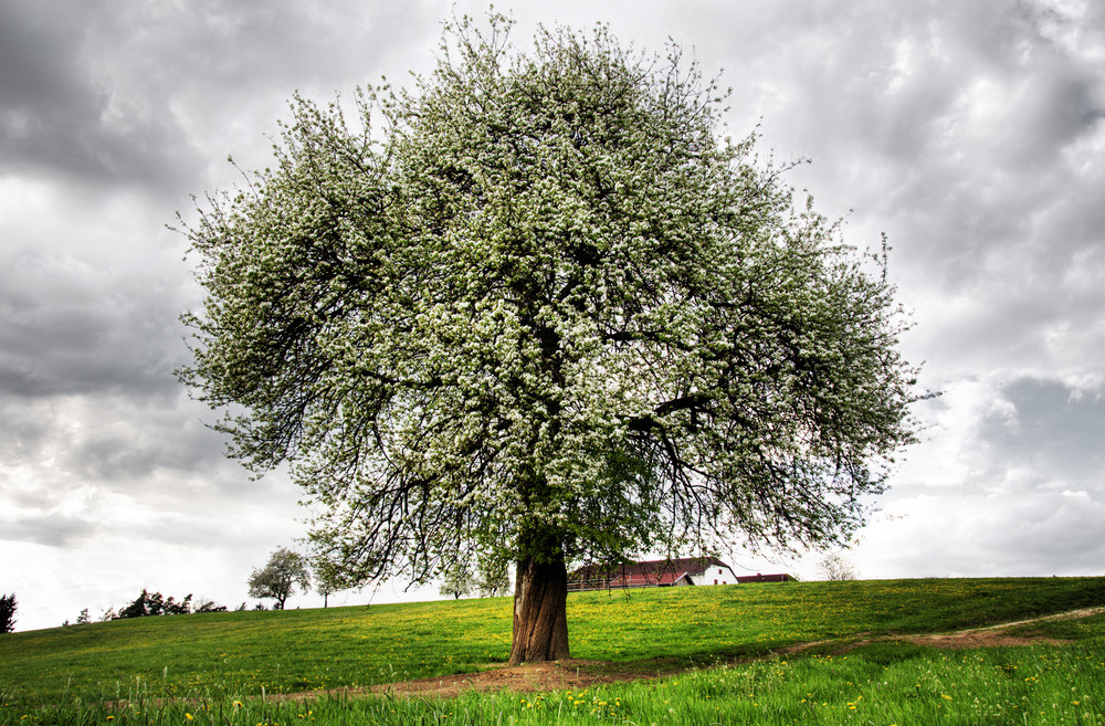 Apfelbaum HDR