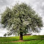 Apfelbaum HDR