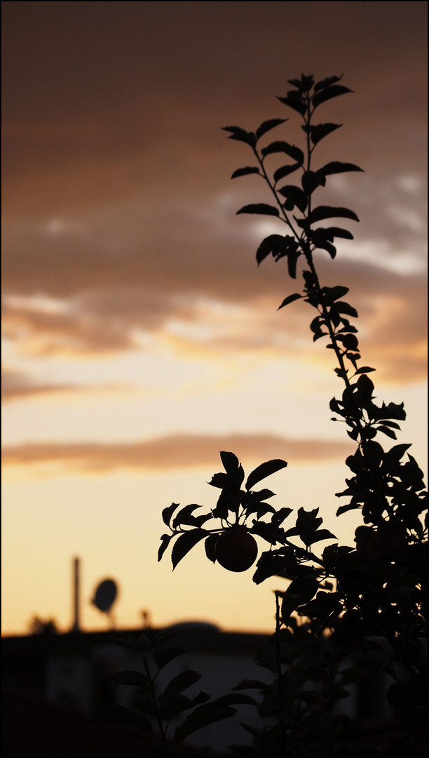 Apfelbaum im Abendlicht.