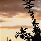 Apfelbaum im Abendlicht.