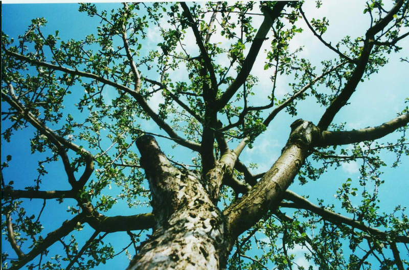 Apfelbaum im Apfelbaumgarten