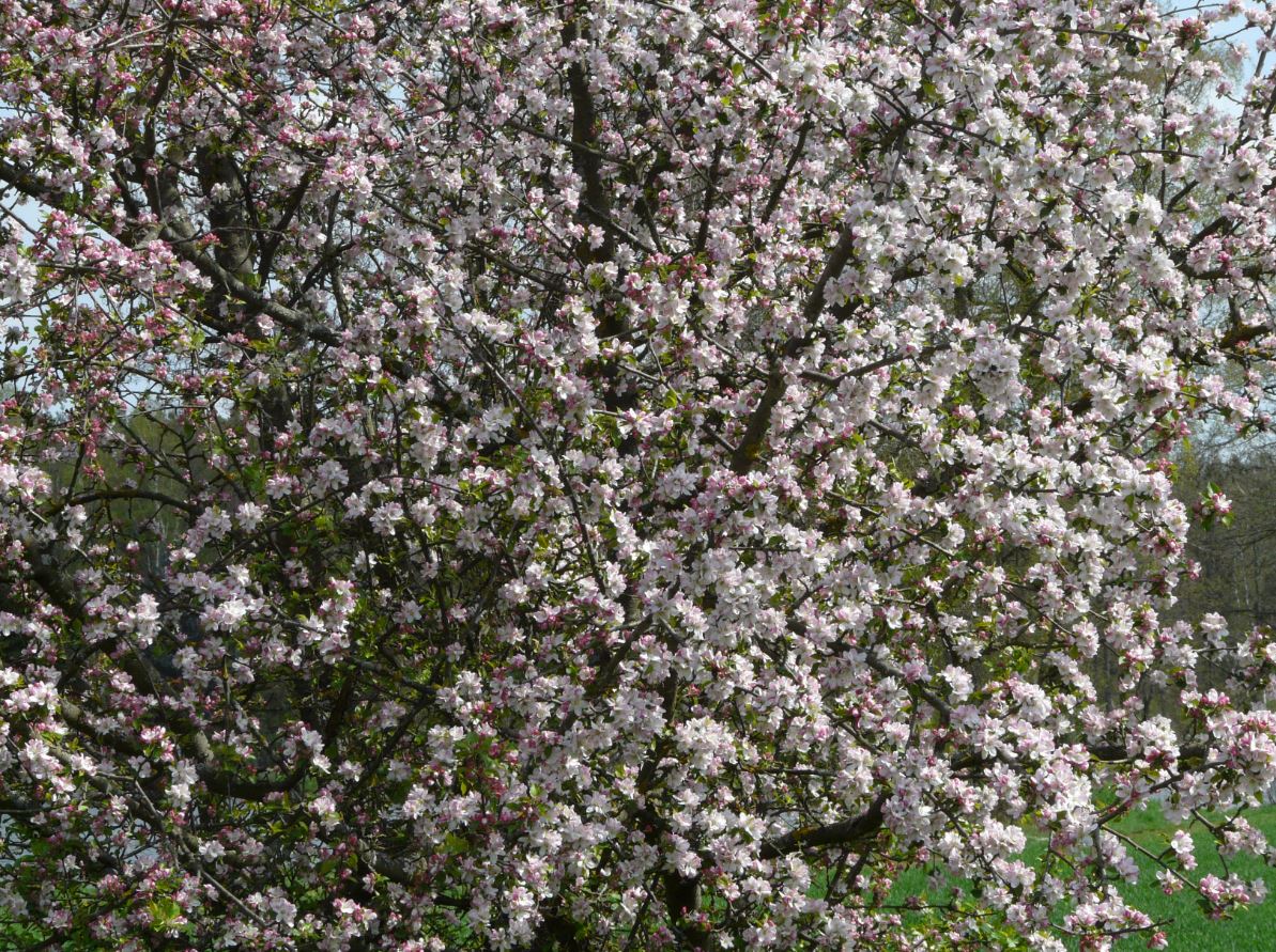 Apfelbaum im Blütenrausch