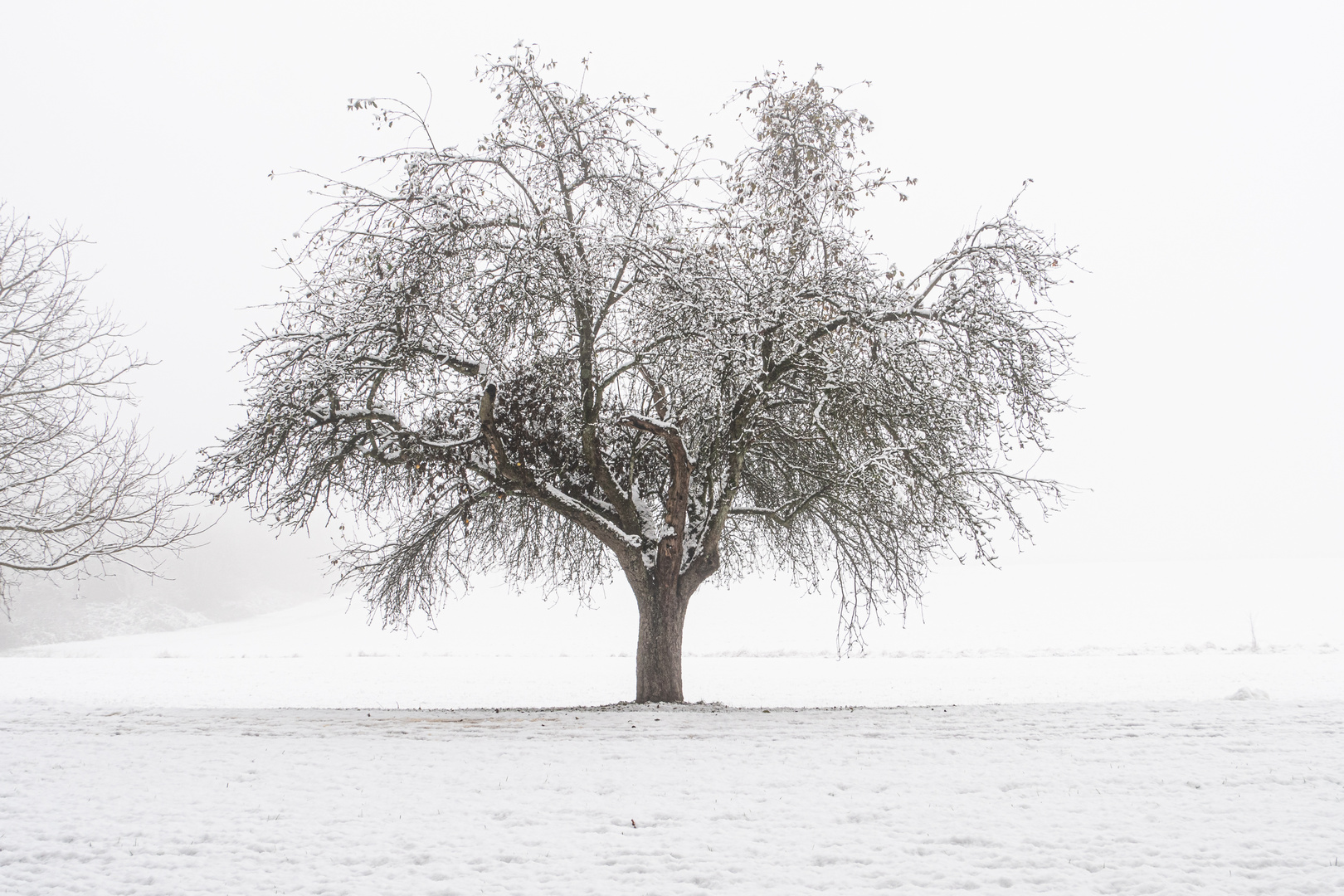 Apfelbaum im ersten Schnee