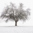 Apfelbaum im ersten Schnee