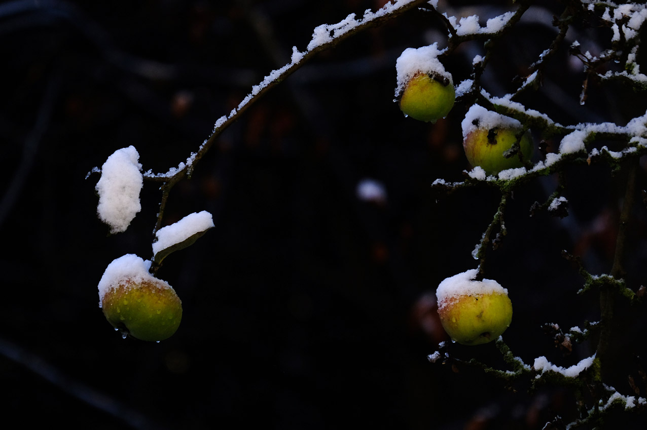 apfelbaum im ersten schnee