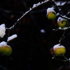 apfelbaum im ersten schnee