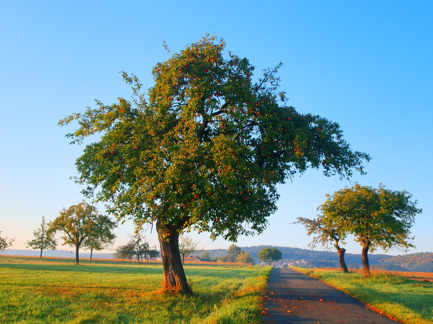 Apfelbaum im Farbenrausch (HDR)