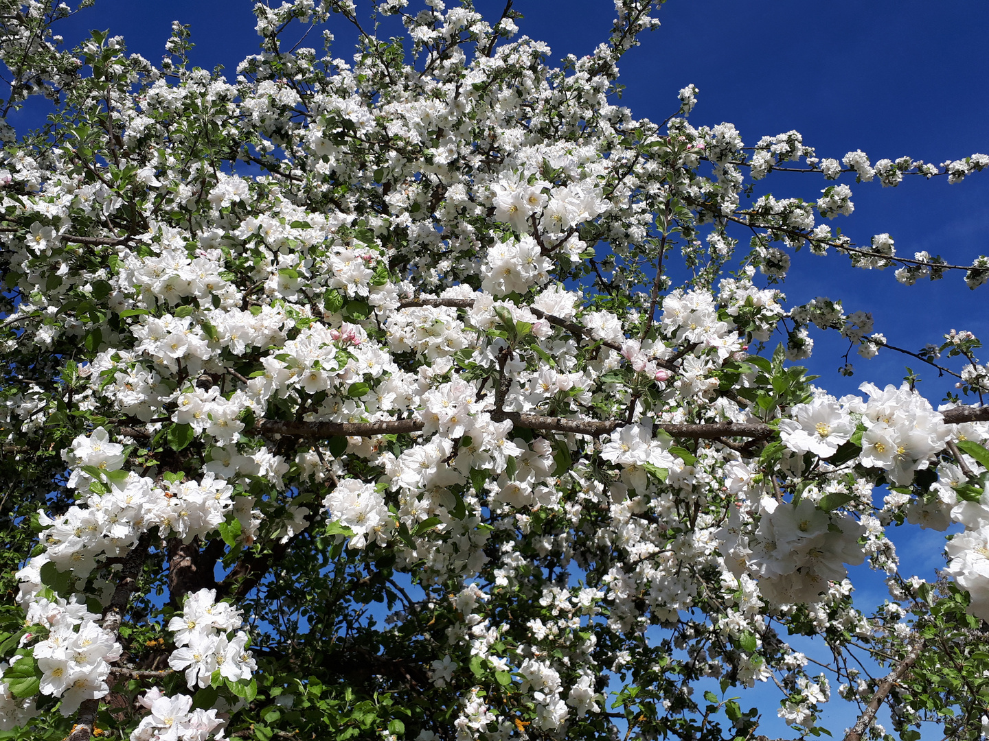 Apfelbaum im Frühling