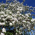 Apfelbaum im Frühling