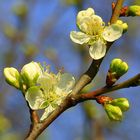 Apfelbaum im Frühling