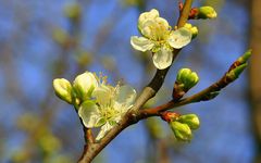 Apfelbaum im Frühling