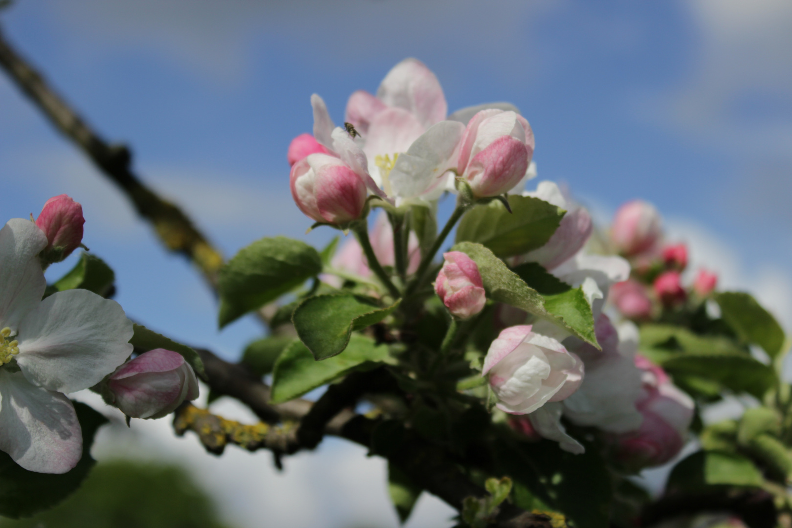 Apfelbaum im Frühling