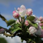 Apfelbaum im Frühling