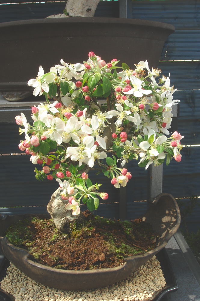 Apfelbaum im Frühling