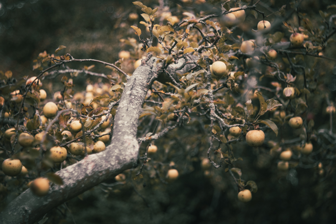 Apfelbaum im Garten