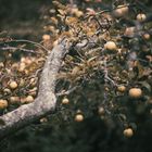 Apfelbaum im Garten