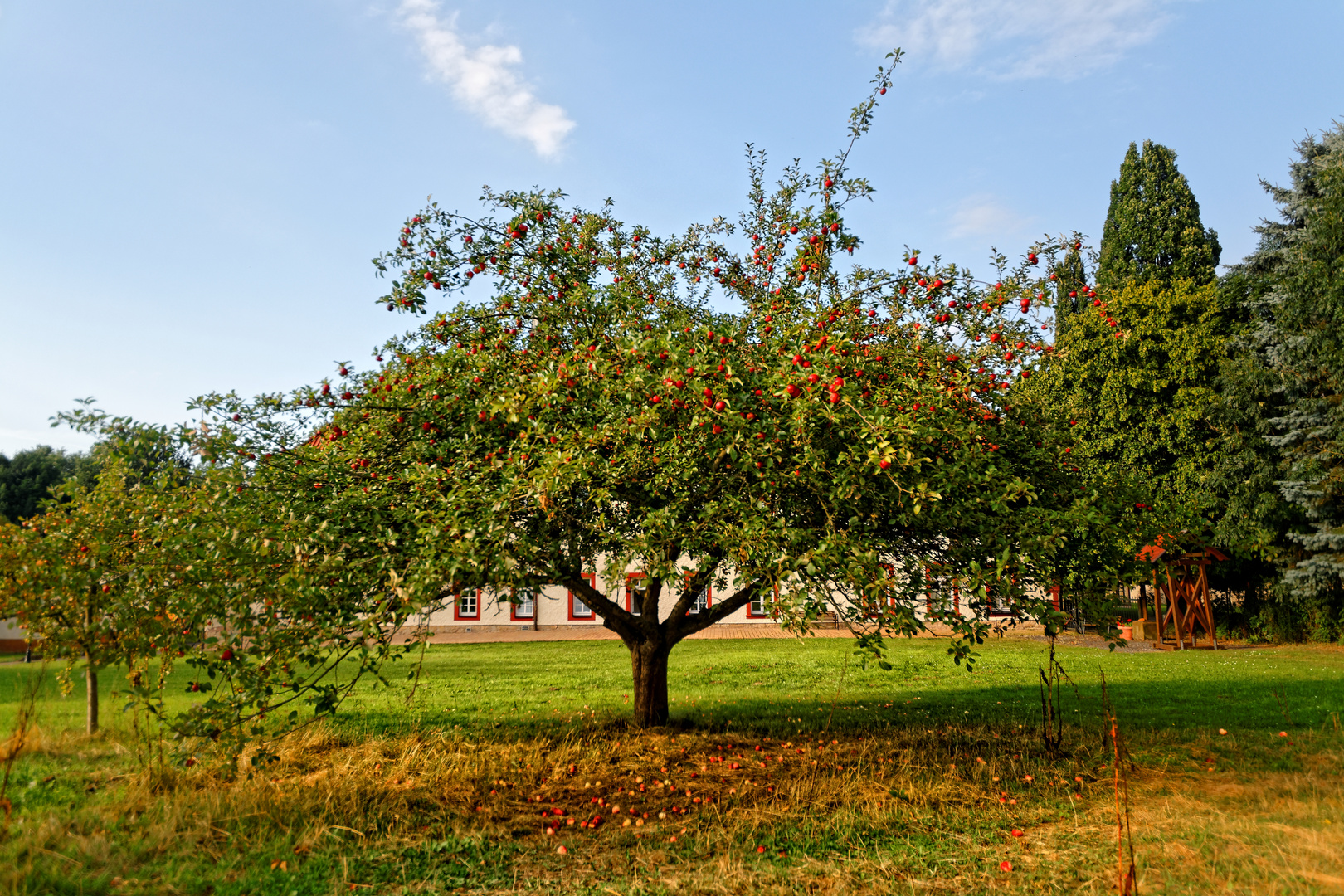 Apfelbaum im Garten des ehemaligen Klosters in Beuren Foto