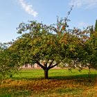 Apfelbaum im Garten des ehemaligen Klosters in Beuren