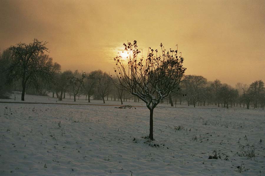 Apfelbaum im Gegenlicht