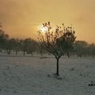 Apfelbaum im Gegenlicht