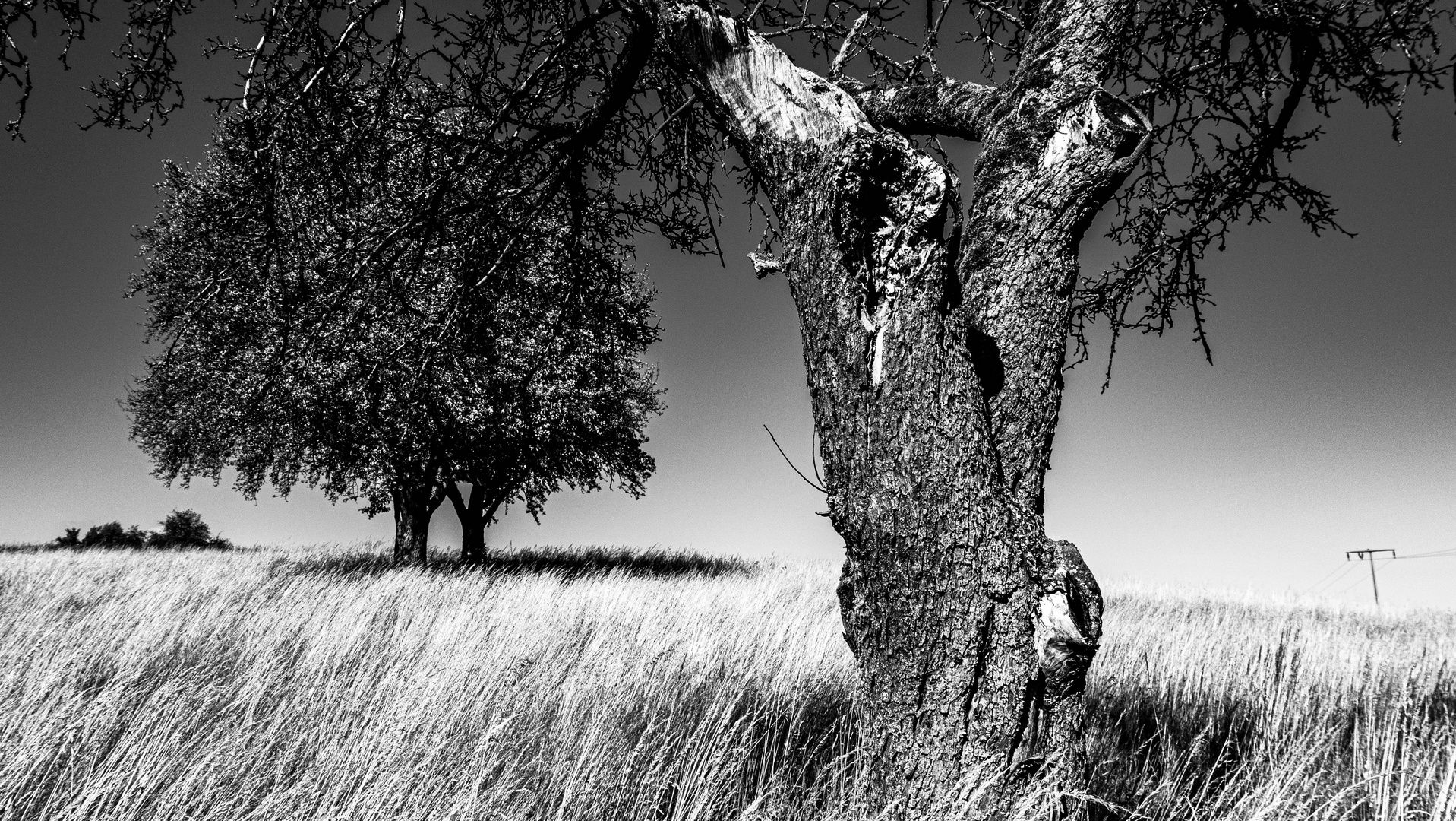 Apfelbaum im Getreide