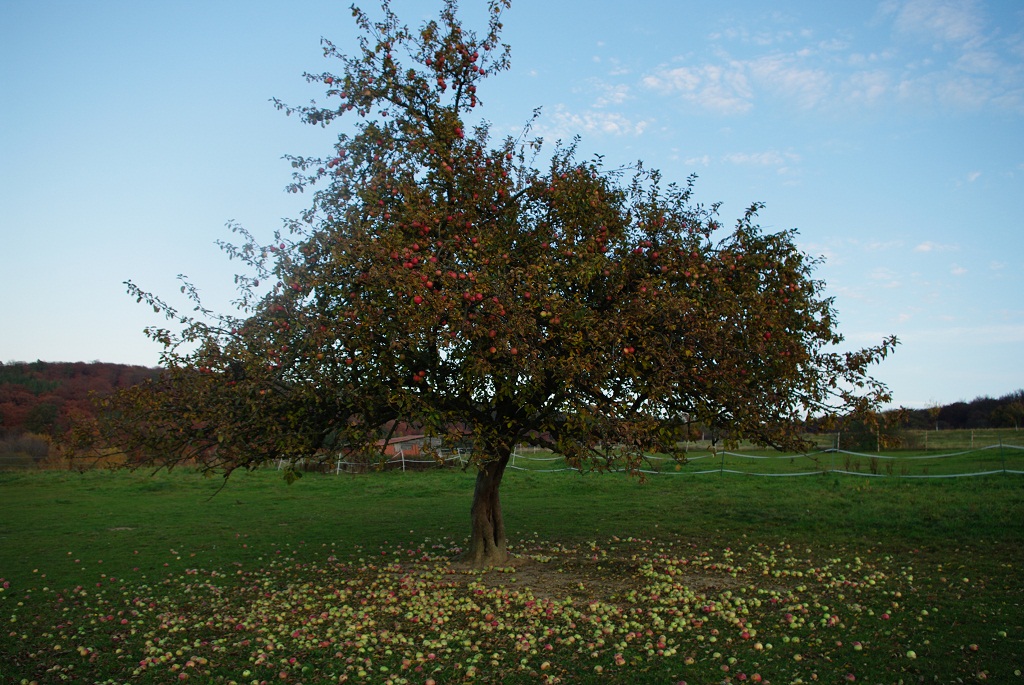 Apfelbaum im Herbst Foto & Bild landschaft, Äcker, felder & wiesen