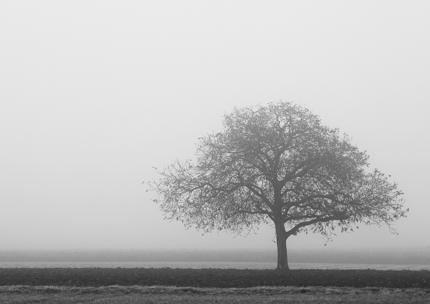 Apfelbaum im Herbst