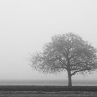 Apfelbaum im Herbst