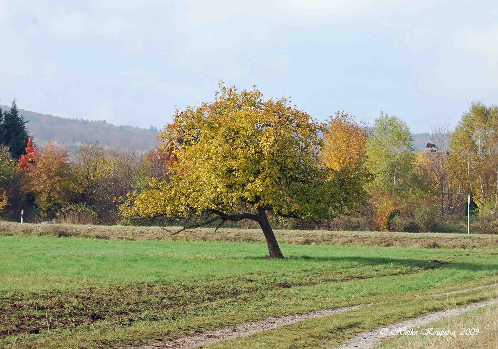 Apfelbaum im Herbstbunt