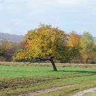 Apfelbaum im Herbstbunt