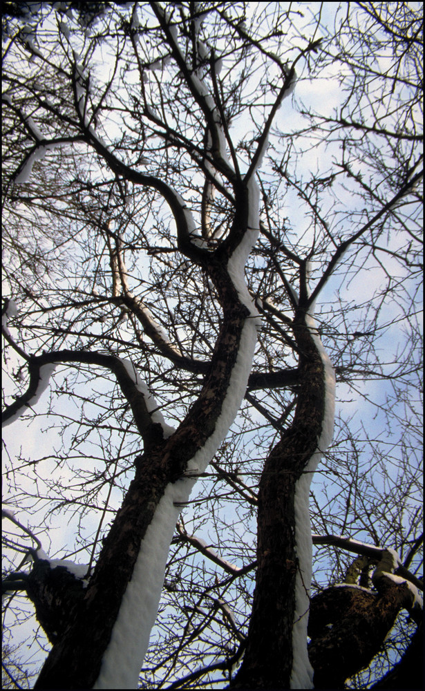 Apfelbaum im Jahr 1995