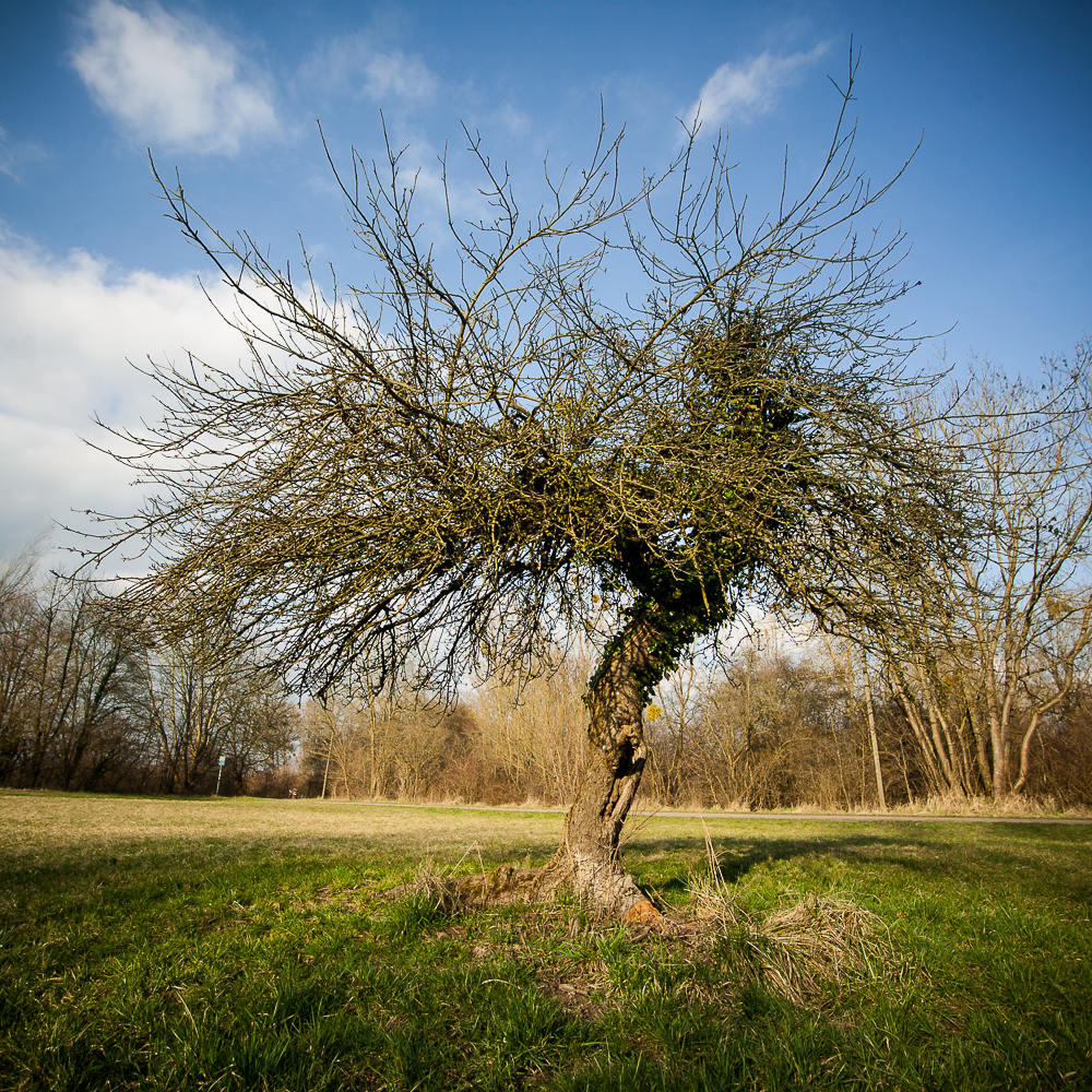 Apfelbaum im Licht